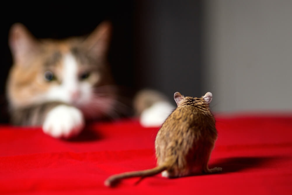 mouse from behind in the foreground in focus with a blurred cat in the background facing the camera
