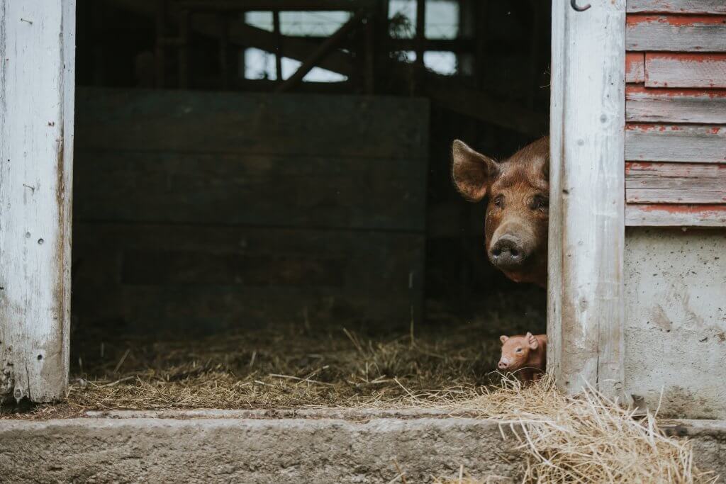pig and piglet peaking out from a barn door