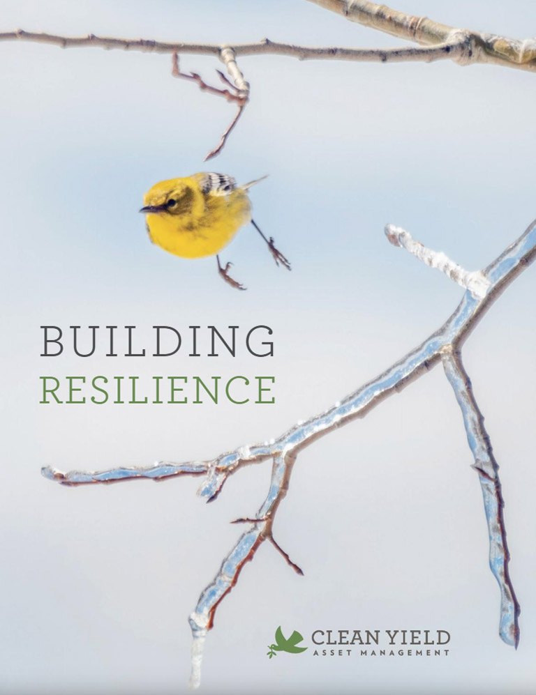 cover for the Clean Yield "Building Resilience" annual report cover showing a winter scene with a yellow songbird in flight