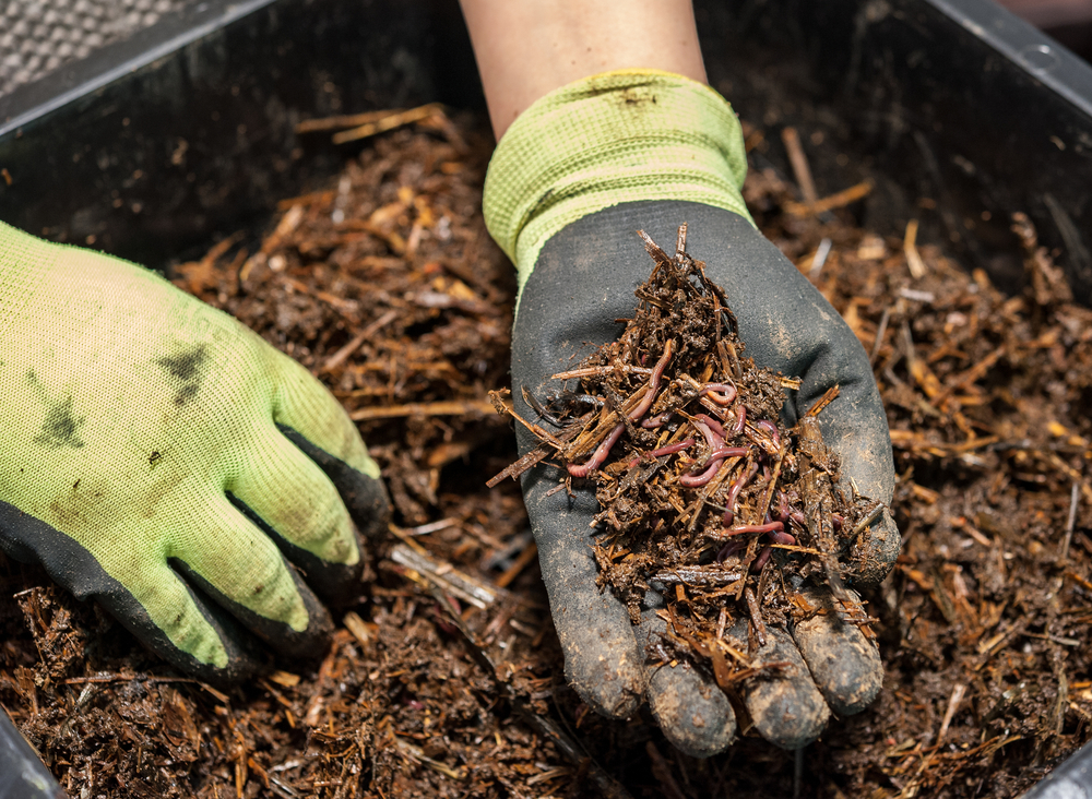 close up of gloved hands holding up worms in compost