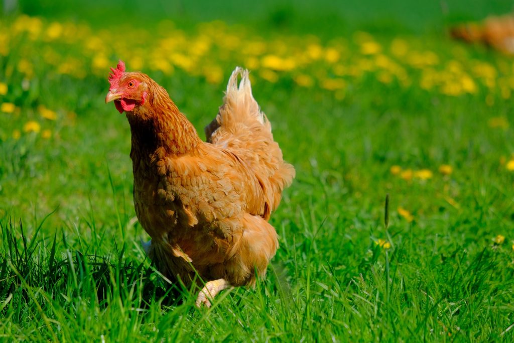 chicken in a green grassy field